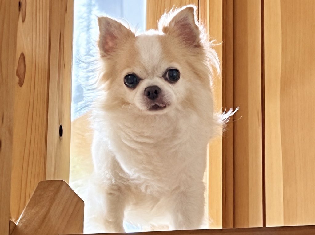 階段上でお出迎えすることがある和らぎ庵かのんの小さな愛犬